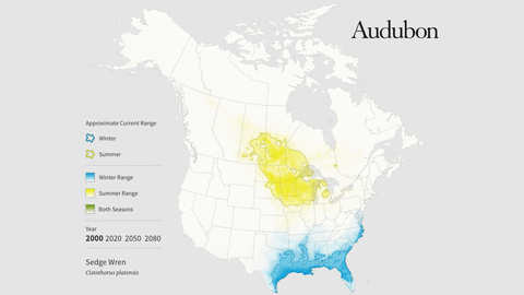sedge wren GIF by audubon