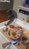 Cat Struggles to Steal Food From Charcuterie Board