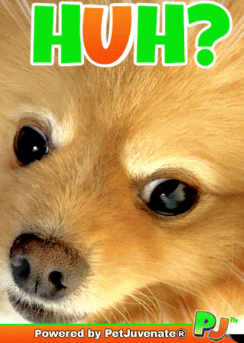 Ga Ga Bey GIF by PetJuvenate - PJ