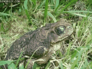 frog toad GIF by Cheezburger