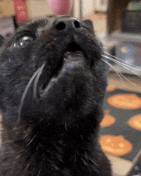 mannycat black cat chomp biting cat bite GIF