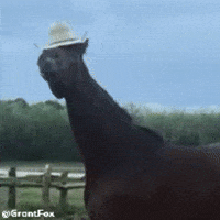 Horse Juan GIF