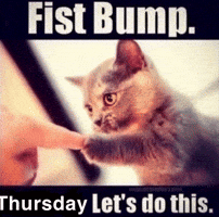 Cat Fist Bump GIF