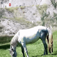 Horse Eat GIF by TRT