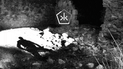 black and white 3d GIF by Okkult Motion Pictures