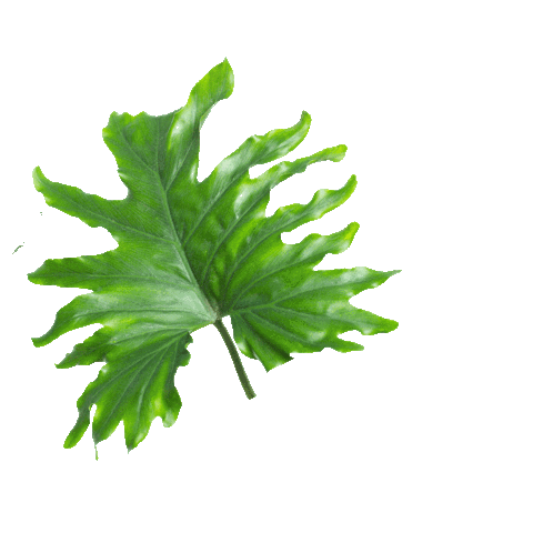 Plant Leaves Sticker