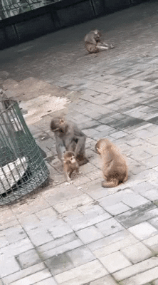 cuteanimalland giphyupload GIF
