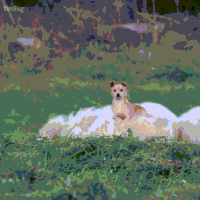 sheeple GIF
