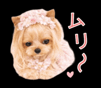 Yorkshire Terrier No GIF