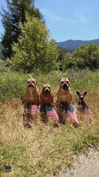Rescue Dogs Sit With American Flags