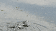 Leaving Peace Out GIF by City of Orlando