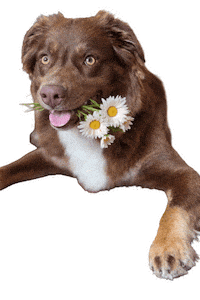Dog Sticker by JusComte.de