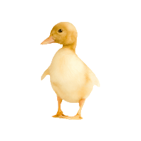Easter Show Sticker by SydneyRoyalEasterShow