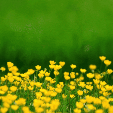 Easter Bunny GIF by TeaCosyFolk