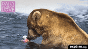 baby animal love GIF by explore.org