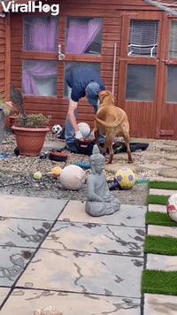 Labrador Sneakily Steals Dad's Hat