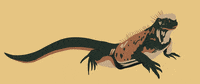 LaPageDeCam yellow tropical lizard jaune GIF