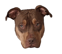 Gifsforgood Sticker by Red Beard