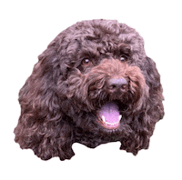 Gifsforgood Sticker by Red Beard