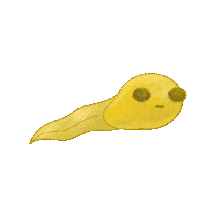 kat-vita baby yellow pop frog Sticker