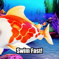 Swim Fast Koi Fish GIF by TheConfishius