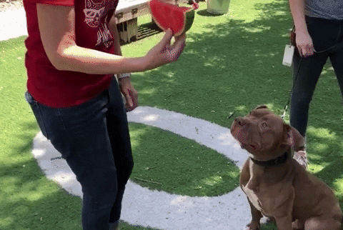 Dog Eating GIF by Nebraska Humane Society