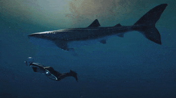 Whale Shark Dive GIF by Beyond Blue