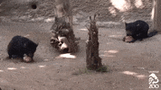 Tasmanian Devil Ice GIF by Los Angeles Zoo