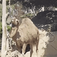 txiqs camel glazing camel glazing camel zoo GIF