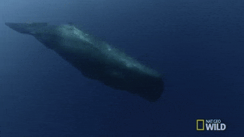 Sperm Whale GIF by Nat Geo Wild
