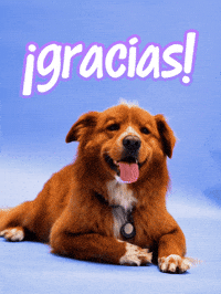 Dog Thank You GIF by Sealed With A GIF