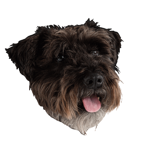 dog puppy Sticker by Roundhouse