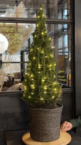 Pop Up Weihnachtsbaum wird geschmückt