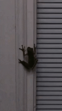 alegalazb giphygifmaker GIF