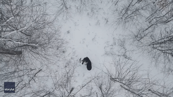 Drone Captures Rare Moment as Moose Sheds Antlers in Canadian Forest