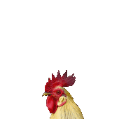 Chicken Rooster Sticker