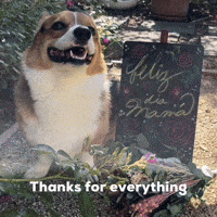 Thanks For Everything Dog GIF