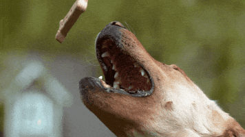 Eat Dog Biscuit GIF by ADWEEK