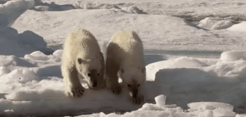 jumping polar bears GIF