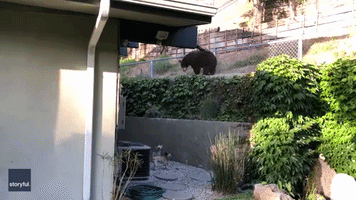 Dogs Have Standoff With Bear in California Backyard