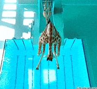 locos GIF