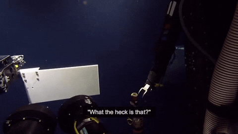 whale place GIF