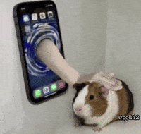 Guinea Pig Phone GIF