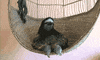 sloth GIF