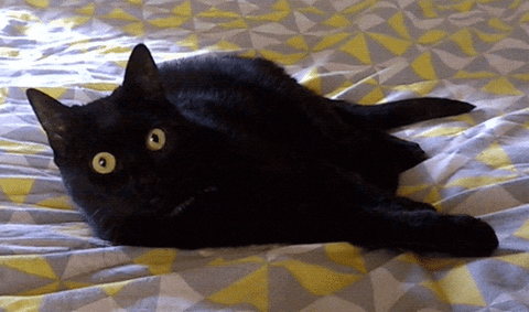 cat friday GIF