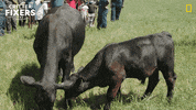Happy National Geographic GIF by Nat Geo Wild