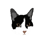 Cat Kitty Sticker