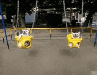 dog swing GIF