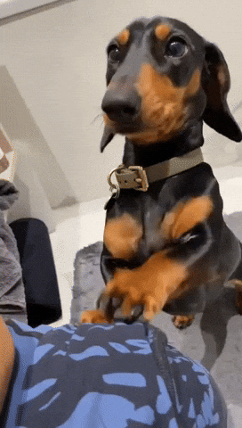 piper_the_dachshund_uk dog puppy scratch dachshund GIF