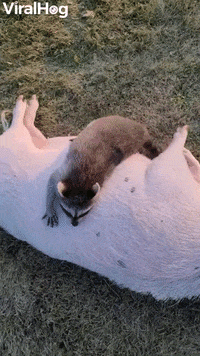 Raccoon Hangs Out With Pig Pal GIF by ViralHog